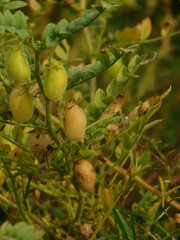 Obraz premium beans of organic chickpeas, affected by diseases after a rainy summer