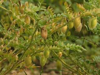 Obraz premium beans of organic chickpeas, affected by diseases after a rainy summer