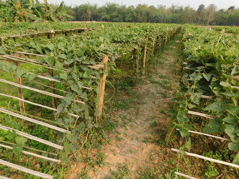 pointed gourd plant, pointed gourd, pointed gourd tree in india,	