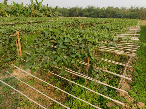 pointed gourd plant, pointed gourd, pointed gourd tree in india,	