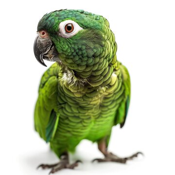 green parrot isolated on white