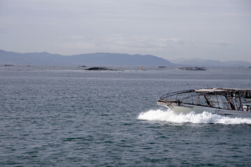 兵庫県明石市・海の畑、逸品明石のりを刈り取る船、潜り船