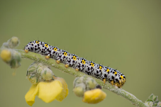 Mullein moth, Mullein caterpillar (Cucullia verbasci, Shargacucullia verbasci) Sassari, Sardinia, Italy