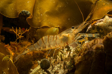 Common prawn (Palaemon serratus) scavenging in rockpool  Alghero, Sardinia, Italy