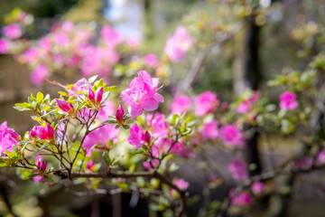 Fototapeta premium pink flowers in the garden