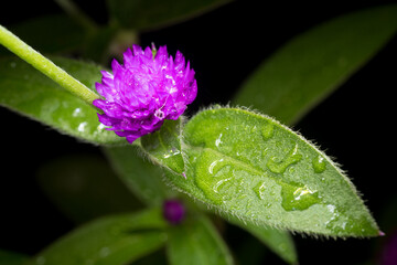 Purple flower of globe amaranth in garden