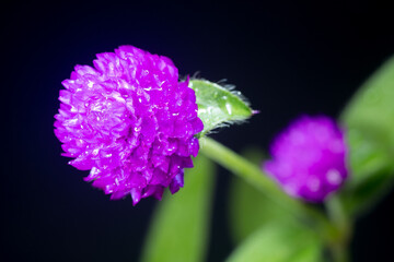 Purple flower of globe amaranth in garden