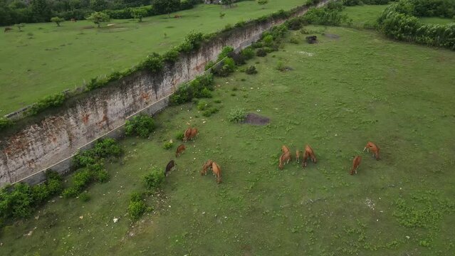 Aerial view, asphalt road that penetrates the cliffs of Tanah Barak on the island of Bali to connect to Pandawa beach. You can see a group of cows eating grass.