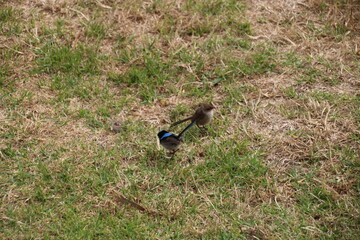 Blue Wren Bird Male and femail