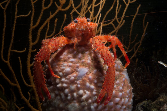 Squat lobster Galatea sp cfr Galathea strigosa  Asinara Island, Porto Torres, Sardinia, Italy, Mediterranean sea