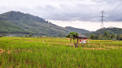 Fresh green rice plant in moist soil with natural irrigation system from river. Rows of rice by Indonesian farmers during the growing season with a bright and cloudy daytime sky background and huts.