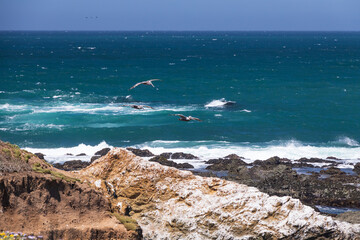 Fototapeta na wymiar Pelicans flying over the ocean