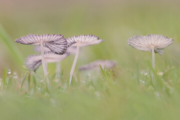 group of mushrooms in dew laden grass with water droplets, macro closeup, ultra low angle
