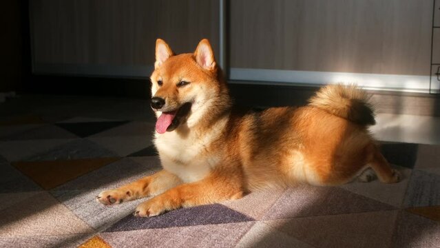 video portrait of a smile red Shiba inu puppy dog close up. Japanese Shiba Inu pet doggy. A cute smiling lying ginger pet dog On the carpet in sunlight at home On mat in room in morning. slow motion