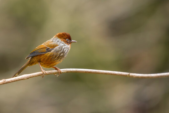 Taiwan barwing endemic bird of Taiwan perched on a branch