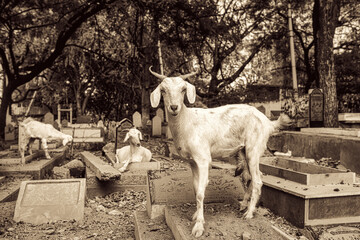 Goats on Graves