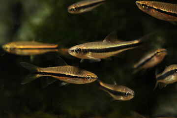 yellowfin shiner (Notropis lutipinnis) swimming in school with rasbora from Asia