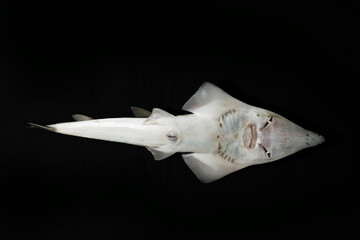 Bottom view of white-spotted guitarfish or bottlenose wedgefish (Rhynchobatus australiae)	