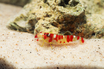 Colorful Randall's Pistol Shrimp or Candy Cane Shrimp (Alpheus randalli)