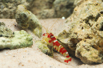 Randall's Pistol Shrimp or Candy Cane Shrimp (Alpheus randalli)	digging hole in sand
