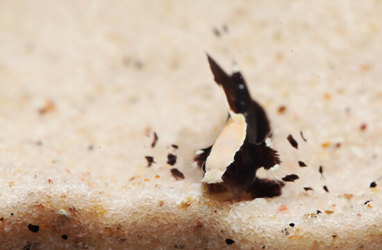 Whitecap or Dancer Shrimp goby (Lotilia klausewitzi) in Nano aquarium	
