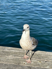 Obraz premium seagull on the shore