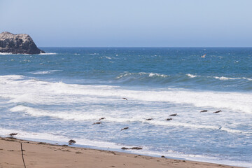 Pelicans flying over the ocean