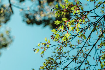 春・森林　芽吹いた新緑の葉・つぼみ・新芽　アウトドア・はじまり・成長・入学・入社のイメージ　