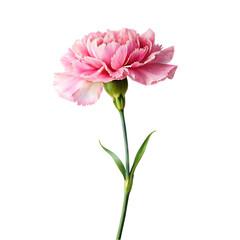 peony flower on transparent background png clipart