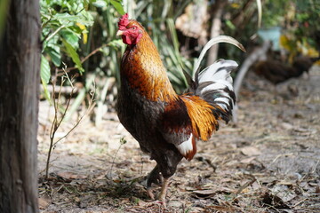 rooster in the farm The rooster has beautiful orange-black-red feathers.