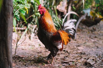 The rooster has beautiful orange-black-red feathers.