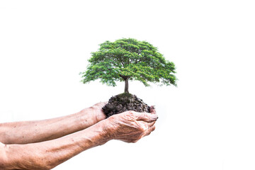 hands of elderly women holding big tree above the barren ground on white background