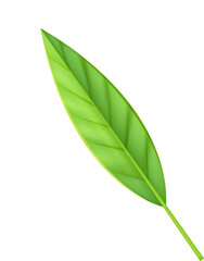 Green leaf tree icon, eco organic, mint tea, vegan plant, herbal sprout. fresh foliage, pharmacy . on transparent, png