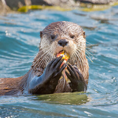 Fototapeta premium 물고기를 먹고 있는 수달