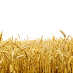 wheat field isolated
