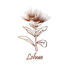 Ohia Lehua (metrosideros macropus M. collina), state flower of Hawaii. Hand drawn botanical vector illustration