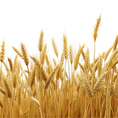 wheat field isolated