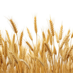 wheat field isolated