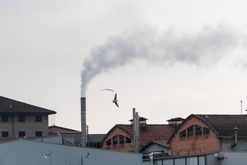 Industrial context with smoking chimney. and seagulls.