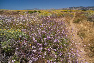 Obraz premium Path through wildflowers on the West coast 
