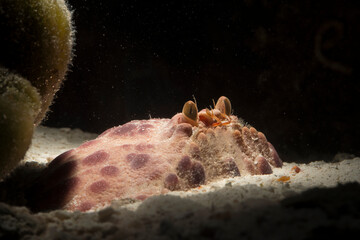 Box crab (Calappa granulata) is a marine crustacean native to Mediterranean Sea. Alghero, Sardinia,...