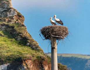 Pair of White Stork birds on a nest during the spring nesting period