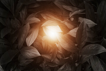 Abstract natural black leaves textures for tropical leaves background and black and white photos...