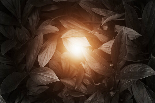 Abstract natural black leaves textures for tropical leaves background and black and white photos with sunlight

