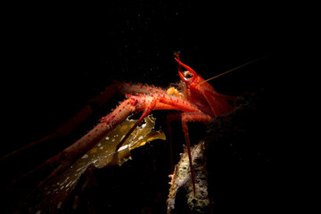 Long-clawed Squat Lobster (Munida rugosa) adult, in sea. Asinara Island, Alghero, Capo Caccia,...