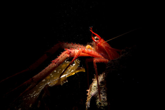Long-clawed Squat Lobster (Munida rugosa) adult, in sea. Asinara Island, Alghero, Capo Caccia, Sardinia ,italy