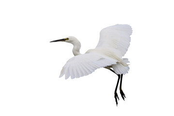 Beautiful flying Egret isolated on transparent background png file