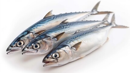 Japanese horse mackerel isolated on white background