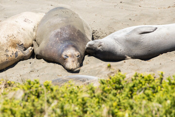 Elephant seals laying on a sand beach
