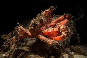 Fototapeta na wymiar Majoid Crab well camouflaged, Herbstia condyliata,, Alghero, Capo Caccia, Sardinia, Italy